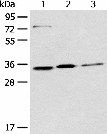 MORF4L2 Polyclonal Antibody (E-AB-19745)