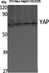 YAP1 Polyclonal Antibody (E-AB-33244)
