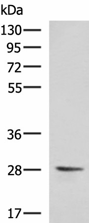 VEGFA Polyclonal Antibody (E-AB-53277)
