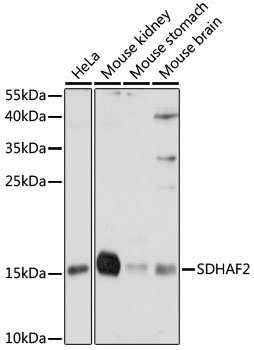 SDHAF2 Polyclonal Antibody (E-AB-91469)