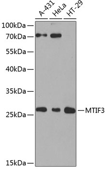 MTIF3 Polyclonal Antibody (E-AB-62586)