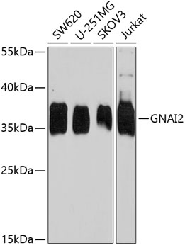 GNAI2 Polyclonal Antibody (E-AB-63862)