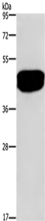 SDCCAG3 Polyclonal Antibody (E-AB-10275)