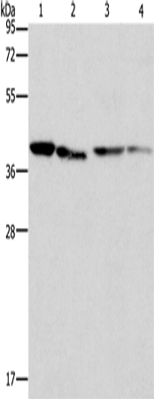 BCAT2 Polyclonal Antibody (E-AB-10996)