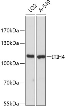 ITIH4 Polyclonal Antibody (E-AB-64334)