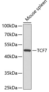 TCF7 Polyclonal Antibody (E-AB-67542)
