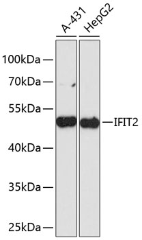 IFIT2 Polyclonal Antibody (E-AB-66136)