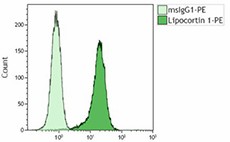 Purified anti-Annexin A1 (Previously Covance catalog# MMS-5237) (831601)
