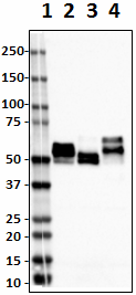 Purified anti-Tau, 419-433 Antibody (851001)