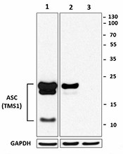 Purified anti-ASC Antibody (676502)