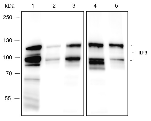 Recombinant ILF3 Monoclonal Antibody (AN301758L)