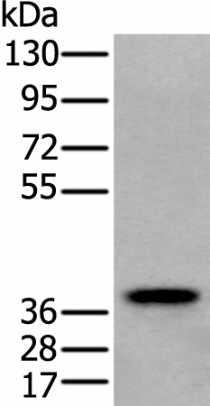ZPBP Polyclonal Antibody (E-AB-18474)