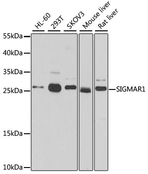 SIGMAR1 Polyclonal Antibody (E-AB-67666)