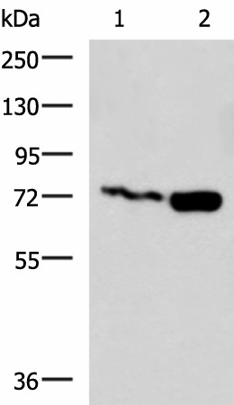 PUM3 Polyclonal Antibody (E-AB-18185)
