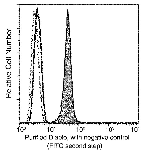 Recombinant SMAC/Diablo Monoclonal Antibody (AN300075P)