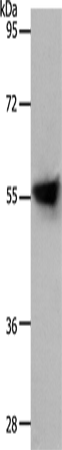 SLC1A4 Polyclonal Antibody (E-AB-12641)