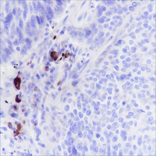 Recombinant IGJ Monoclonal Antibody (AN301569L)