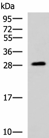 PAFAH1B3 Polyclonal Antibody (E-AB-19183)