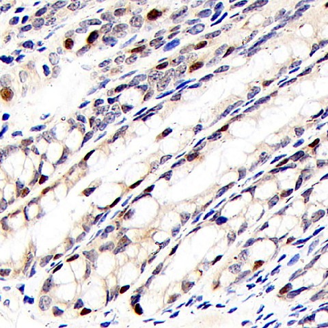 RELB Polyclonal Antibody (E-AB-70221)