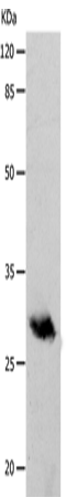 POMC Polyclonal Antibody (E-AB-15786)