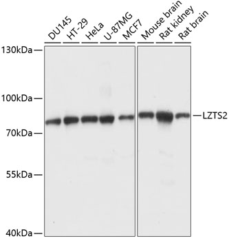 LZTS2 Polyclonal Antibody (E-AB-65047)