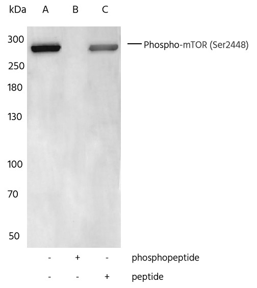 Recombinant Phospho-mTOR (Ser2448) Monoclonal Antibody (AN300143L)