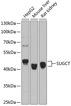 SUGCT Polyclonal Antibody (E-AB-67580)