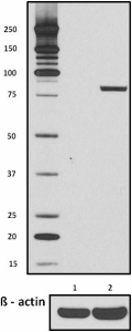 Purified anti-STAT1 Phospho (Ser727) Antibody (686401)