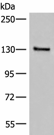 SASH1 Polyclonal Antibody (E-AB-53327)