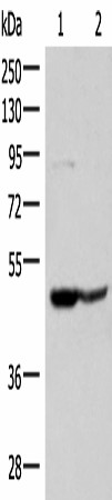 C3AR1 Polyclonal Antibody (E-AB-52181)