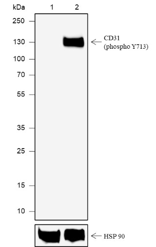 Recombinant Phospho-CD31 (Tyr713) Monoclonal Antibody (AN302093L)