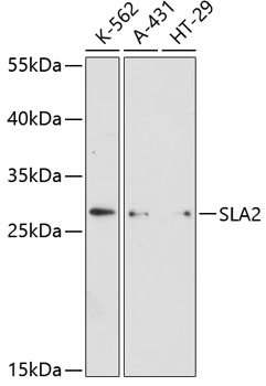 SLA2 Polyclonal Antibody (E-AB-64337)