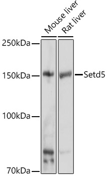 Setd5 Polyclonal Antibody (E-AB-92326)