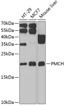 PMCH Polyclonal Antibody (E-AB-92737)