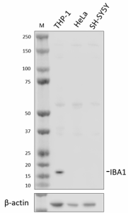 Purified anti-IBA1 Antibody (615351)