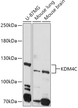 KDM4C Polyclonal Antibody (E-AB-92877)