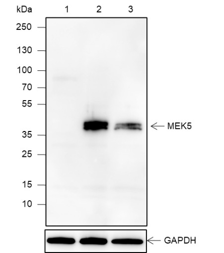 Recombinant MEK5 Monoclonal Antibody (AN301907L)