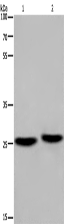 EPDR1 Polyclonal Antibody (E-AB-11192)