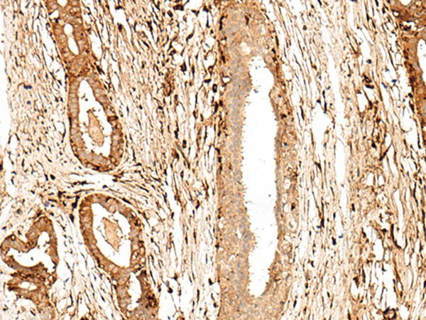 GPR27 Polyclonal Antibody (E-AB-19940)