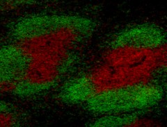 Alexa Fluor® 594 anti-rat IgG2b Antibody (408207)