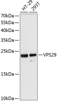 VPS29 Polyclonal Antibody (E-AB-64454)