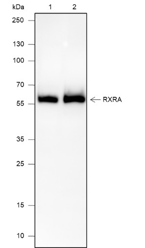 Recombinant RXRA Monoclonal Antibody (AN301943L)
