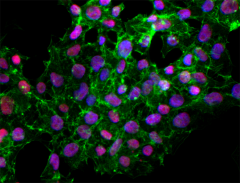 Alexa Fluor® 647 anti-Oct4 (Oct3) Antibody (653710)
