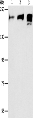 ACE1 Polyclonal Antibody (E-AB-16159)