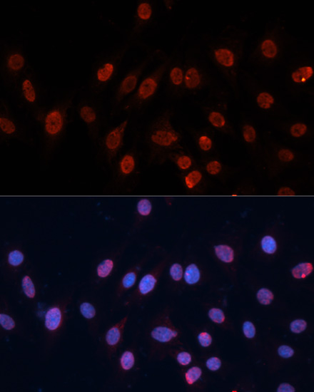 HNRNPU Polyclonal Antibody (E-AB-65458)