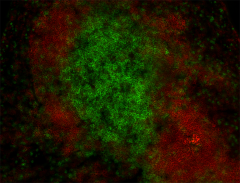 Alexa Fluor® 594 anti-mouse CD19 Antibody (115552)