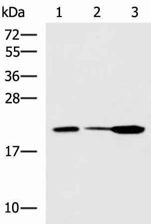 PPIC Polyclonal Antibody (E-AB-53088)