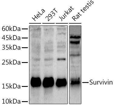 Survivin Polyclonal Antibody (E-AB-68318)