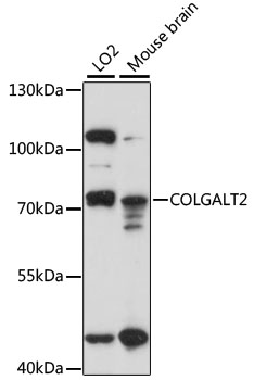 COLGALT2 Polyclonal Antibody (E-AB-91146)