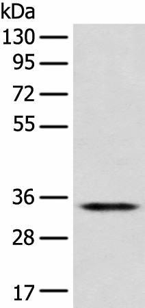 CD1D Polyclonal Antibody (E-AB-52320)